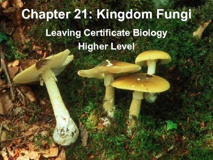 Chapter 21: Kingdom Fungi Leaving Certificate Biology Higher Level 