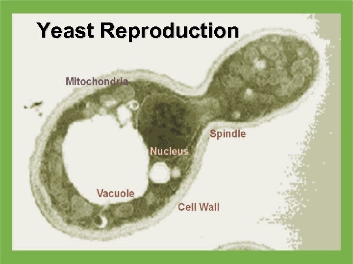 Yeast Reproduction 