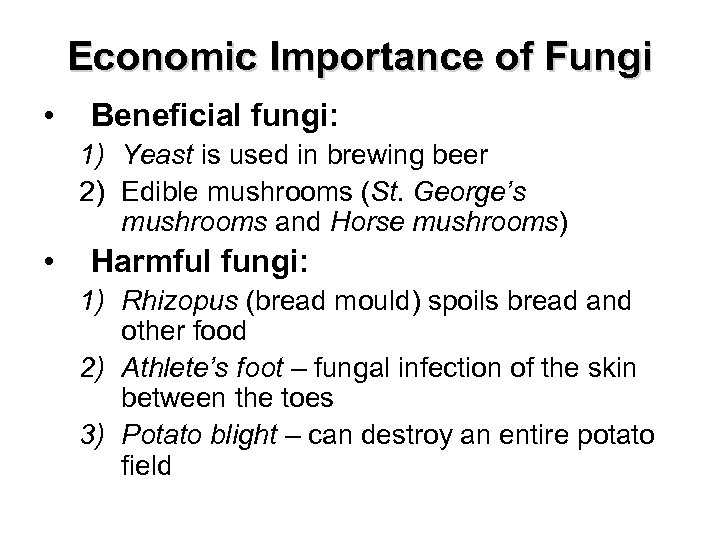 Economic Importance of Fungi • Beneficial fungi: 1) Yeast is used in brewing beer