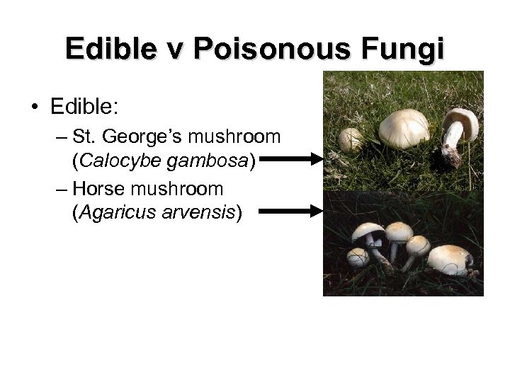 Edible v Poisonous Fungi • Edible: – St. George’s mushroom (Calocybe gambosa) – Horse