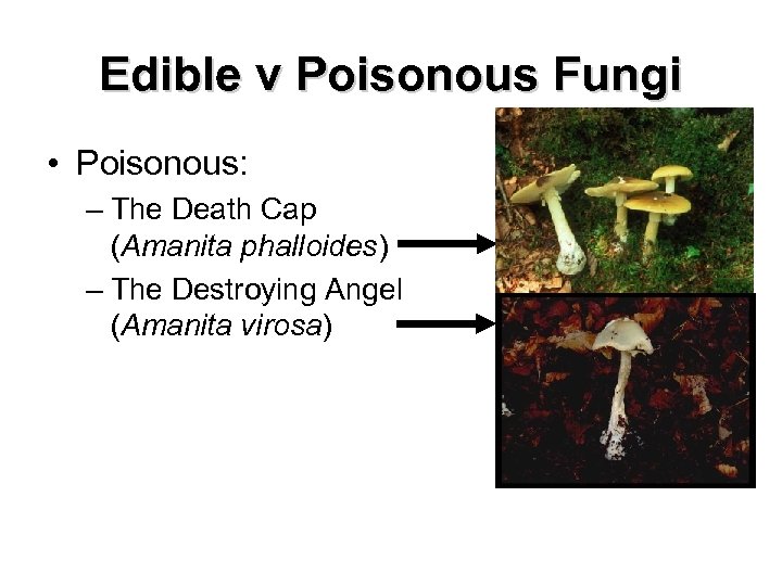 Edible v Poisonous Fungi • Poisonous: – The Death Cap (Amanita phalloides) – The