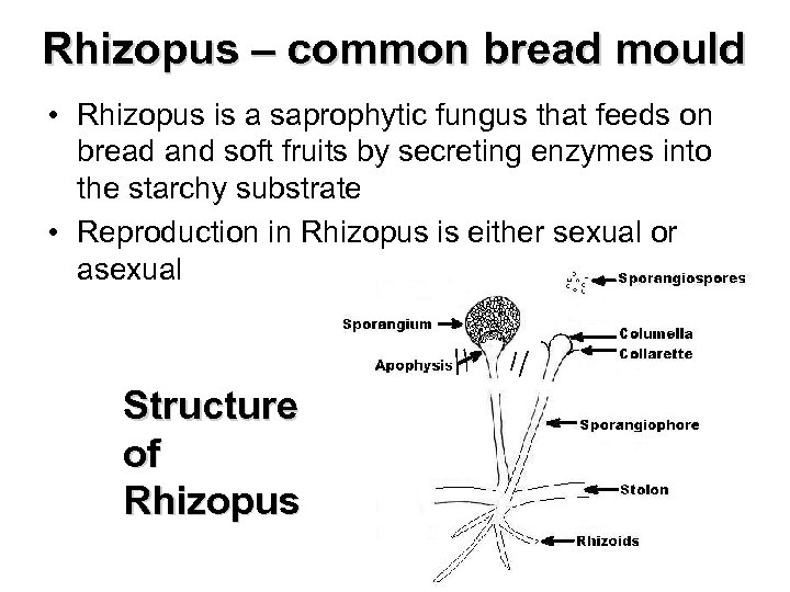 Rhizopus – common bread mould • Rhizopus is a saprophytic fungus that feeds on