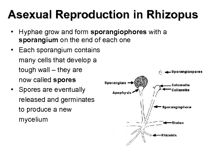 Asexual Reproduction in Rhizopus • Hyphae grow and form sporangiophores with a sporangium on