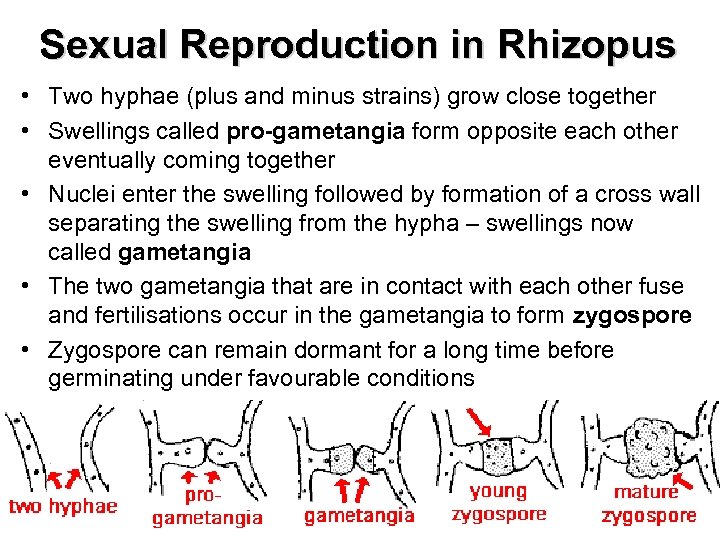 Sexual Reproduction in Rhizopus • Two hyphae (plus and minus strains) grow close together