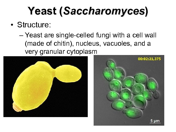 Yeast (Saccharomyces) • Structure: – Yeast are single-celled fungi with a cell wall (made