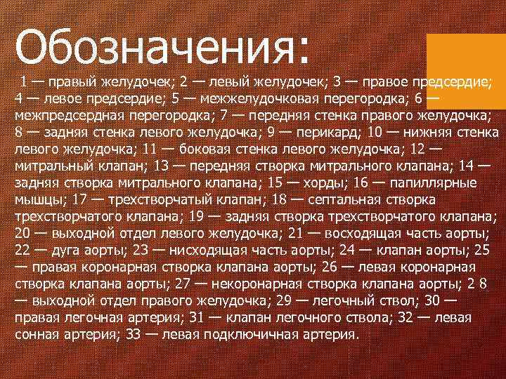 Обозначения: 1 — правый желудочек; 2 — левый желудочек; 3 — правое предсердие; 4