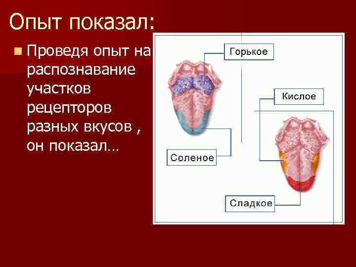 Вкусовой анализатор схема 8 класс