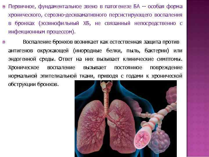  Первичное, фундаментальное звено в патогенезе БА -- особая форма хронического, серозно-десквамативного персистирующего воспаления