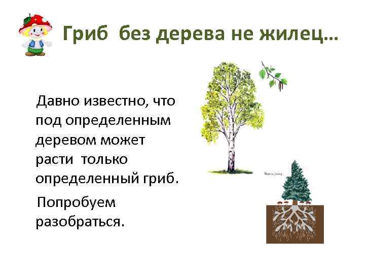 Гриб без дерева не жилец… Давно известно, что под определенным деревом может расти только