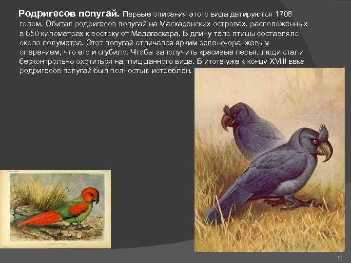  Родригесов попугай. Первые описания этого вида датируются 1708 годом. Обитал родригесов попугай на