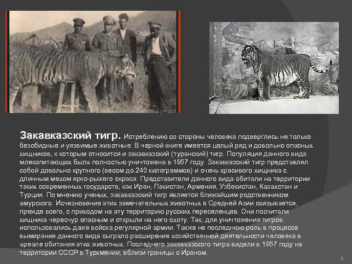  Закавказский тигр. Истреблению со стороны человека подверглись не только безобидные и уязвимые животные.