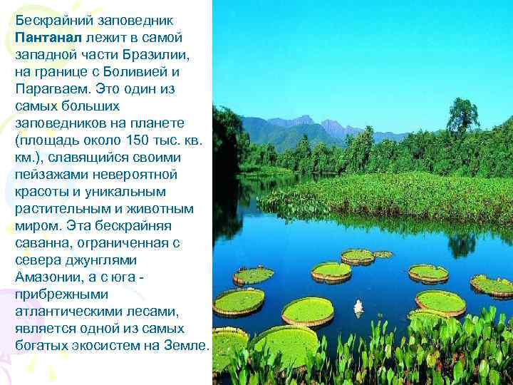 Бескрайний заповедник Пантанал лежит в самой западной части Бразилии, на границе с Боливией и