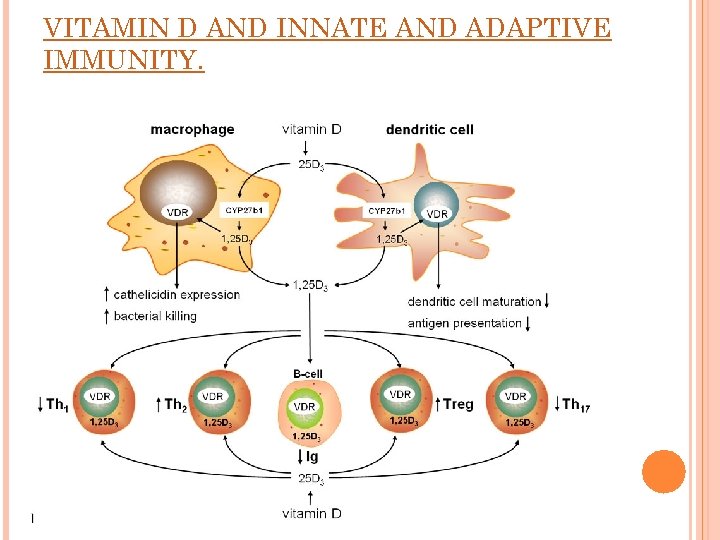 VITAMIN D AND INNATE AND ADAPTIVE IMMUNITY. 