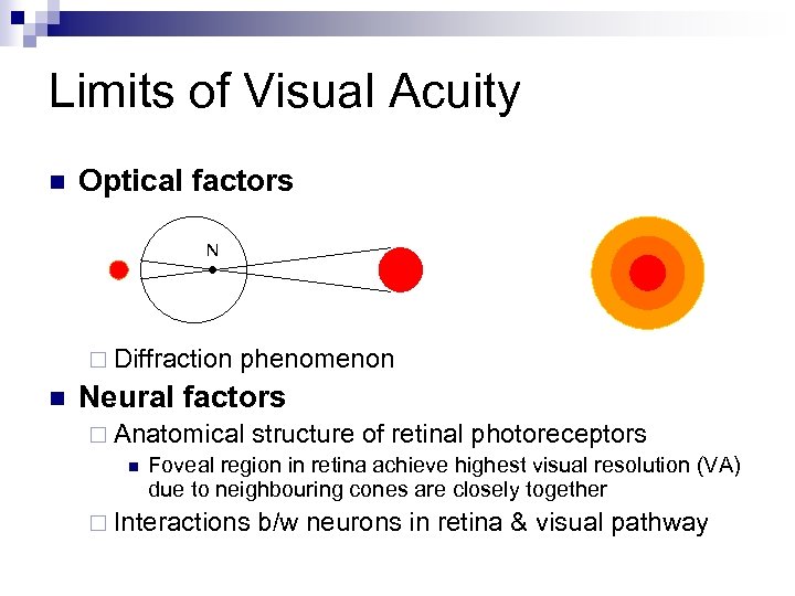 Limits of Visual Acuity n Optical factors N ¨ Diffraction n phenomenon Neural factors