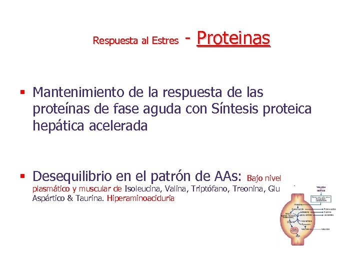 Respuesta al Estres - Proteinas § Mantenimiento de la respuesta de las proteínas de
