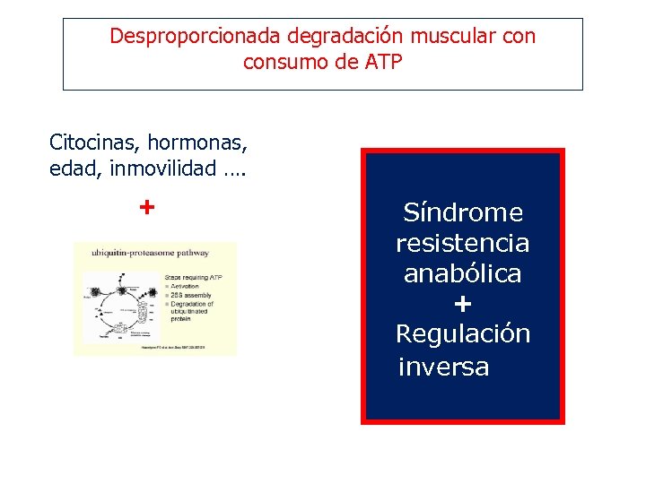 Desproporcionada degradación muscular consumo de ATP Citocinas, hormonas, edad, inmovilidad …. + Síndrome resistencia