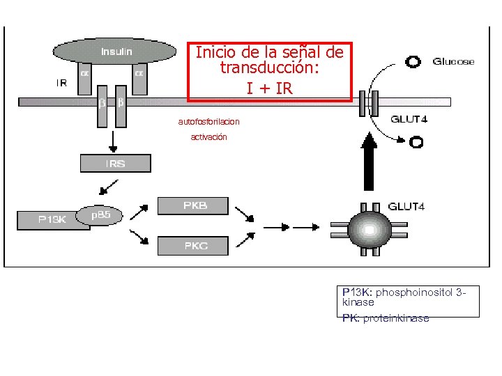 Inicio de la señal de transducción: I + IR autofosforilacion activación P 13 K: