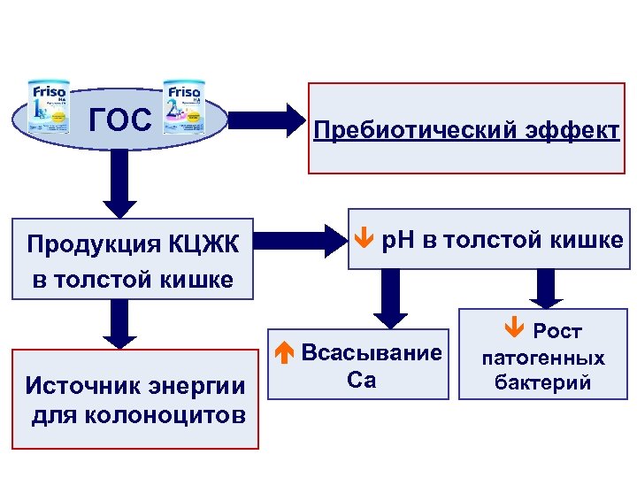 ГОС Продукция КЦЖК в толстой кишке Пребиотический эффект p. H в толстой кишке Всасывание