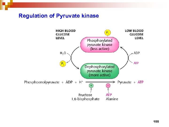 Regulation of Pyruvate kinase 100 