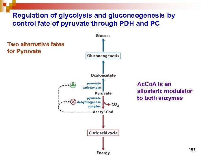 Regulation of glycolysis and gluconeogenesis by control fate of pyruvate through PDH and PC