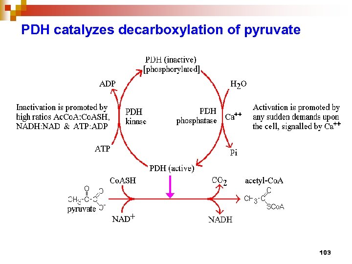 PDH catalyzes decarboxylation of pyruvate 103 