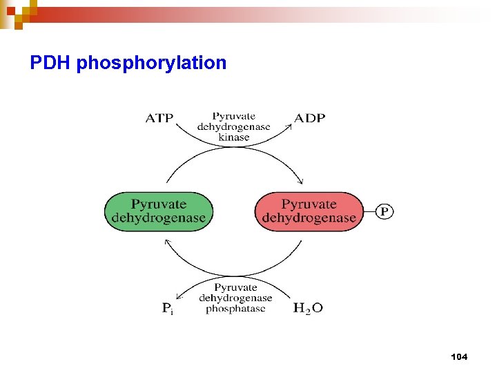 PDH phosphorylation 104 