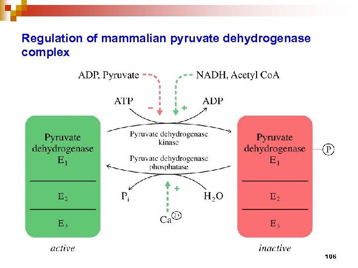 Regulation of mammalian pyruvate dehydrogenase complex 106 