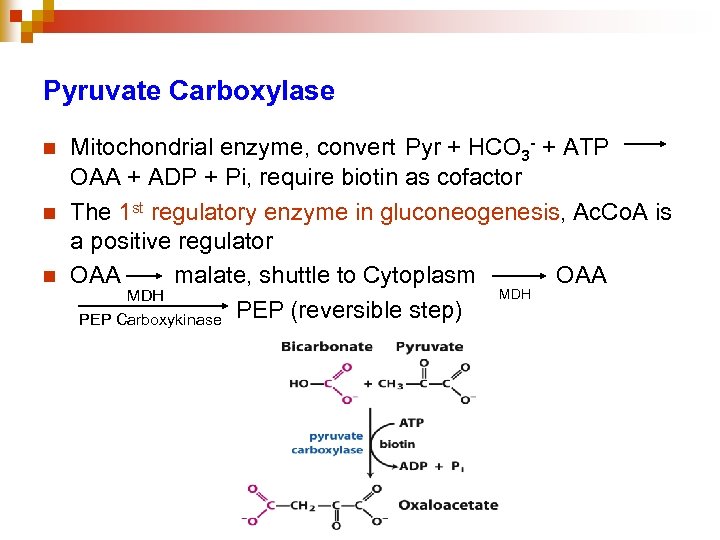 Pyruvate Carboxylase n n n Mitochondrial enzyme, convert Pyr + HCO 3 - +