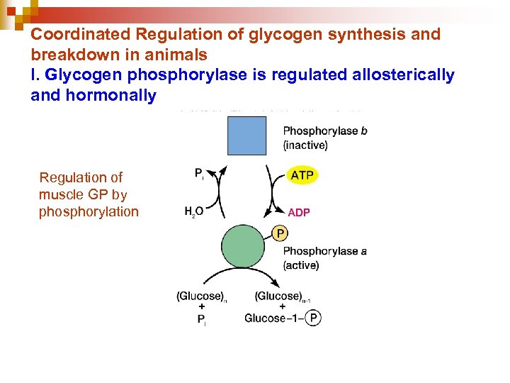 Coordinated Regulation of glycogen synthesis and breakdown in animals I. Glycogen phosphorylase is regulated