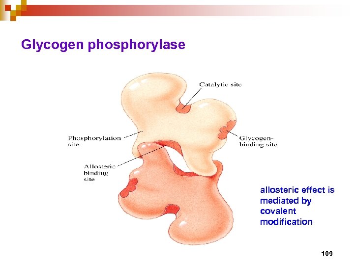 Glycogen phosphorylase allosteric effect is mediated by covalent modification 109 