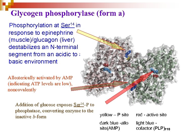 Glycogen phosphorylase (form a) Phosphorylation at Ser 14 in response to epinephrine (muscle)/glucagon (liver)