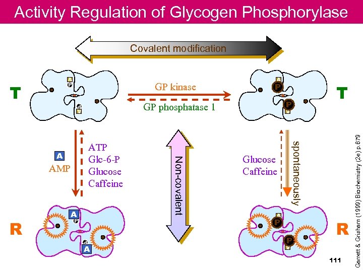 Activity Regulation of Glycogen Phosphorylase Covalent modification P GP phosphatase 1 A P A