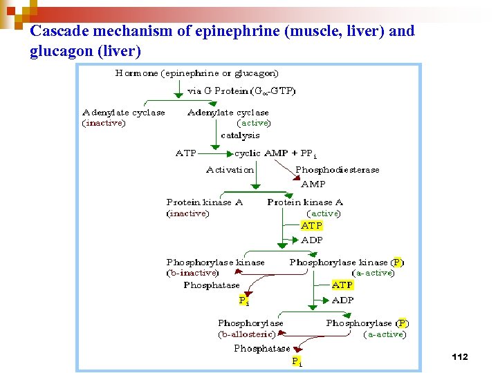 Cascade mechanism of epinephrine (muscle, liver) and glucagon (liver) 112 