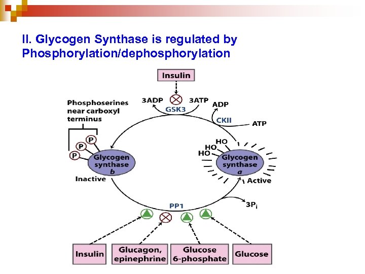 II. Glycogen Synthase is regulated by Phosphorylation/dephosphorylation 