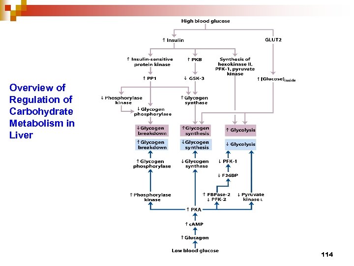 Overview of Regulation of Carbohydrate Metabolism in Liver 114 