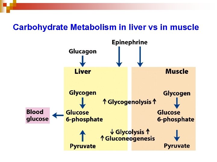 Carbohydrate Metabolism in liver vs in muscle 