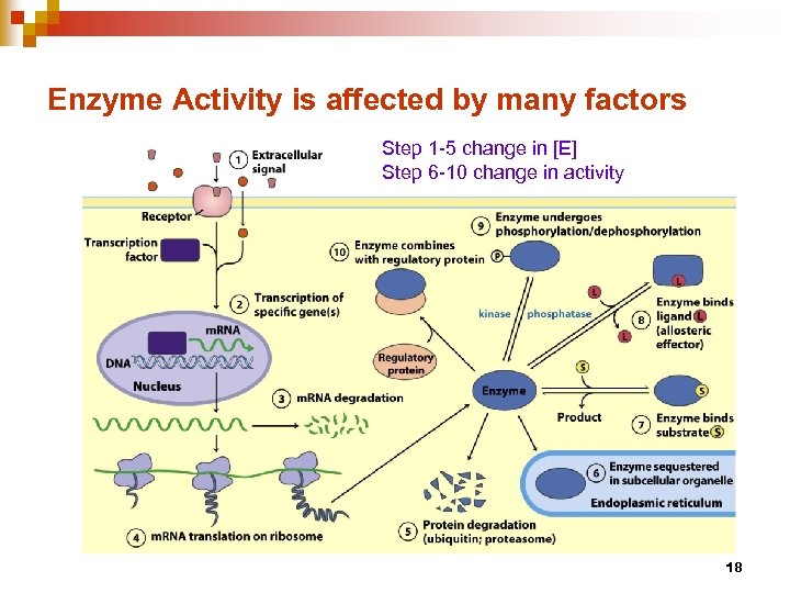 Enzyme Activity is affected by many factors Step 1 -5 change in [E] Step