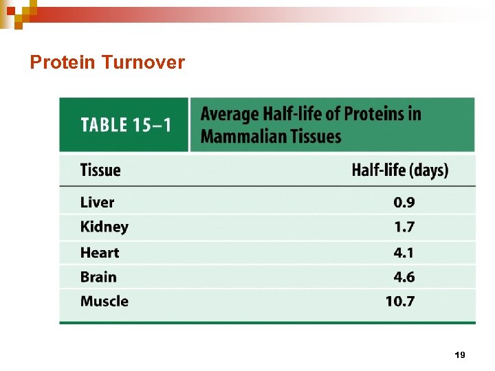 protein turnover