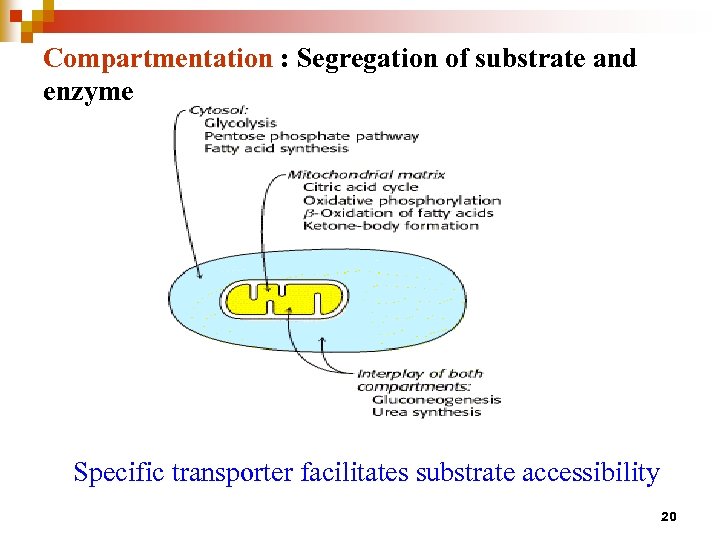 Compartmentation : Segregation of substrate and enzyme Specific transporter facilitates substrate accessibility 20 