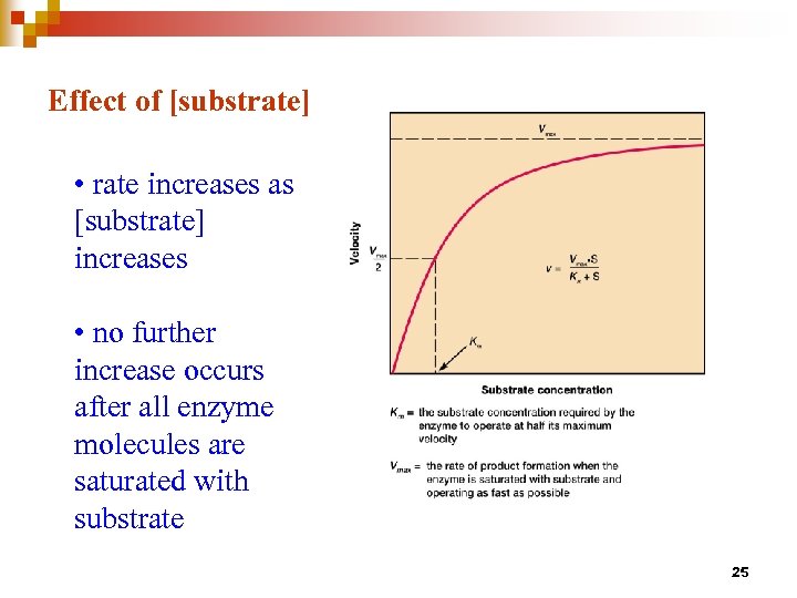 Effect of [substrate] • rate increases as [substrate] increases • no further increase occurs