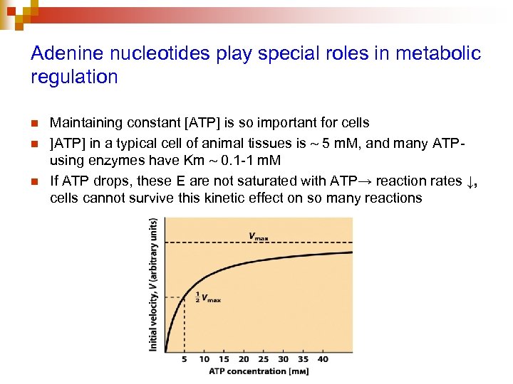 Adenine nucleotides play special roles in metabolic regulation n Maintaining constant [ATP] is so