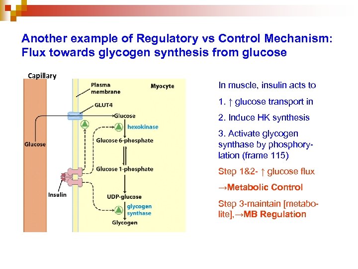 Another example of Regulatory vs Control Mechanism: Flux towards glycogen synthesis from glucose Capillary