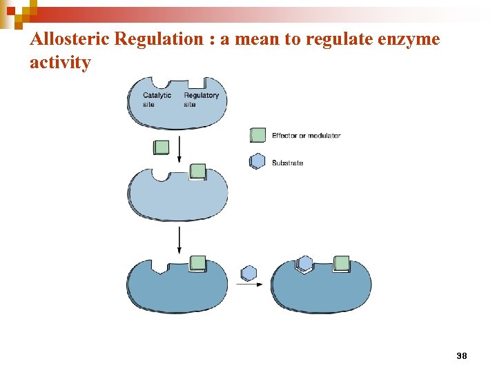 Allosteric Regulation : a mean to regulate enzyme activity 38 