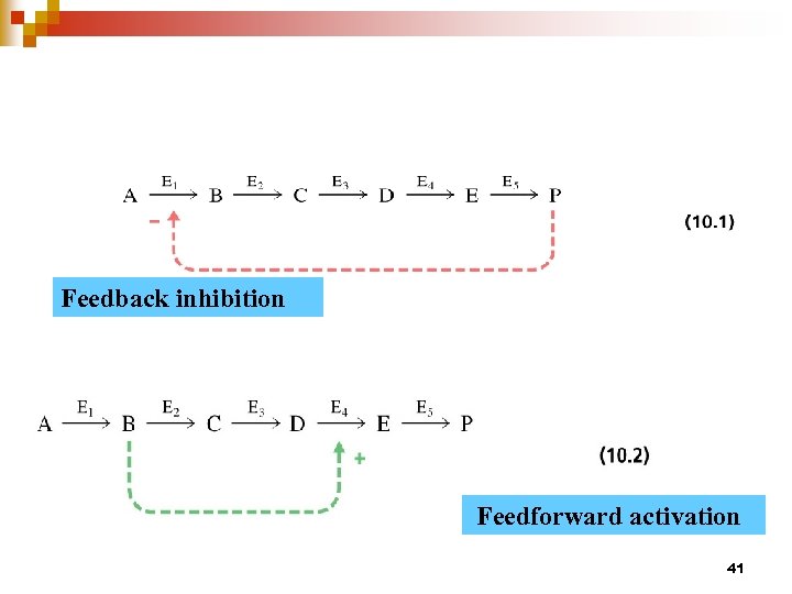 Feedback inhibition Feedforward activation 41 