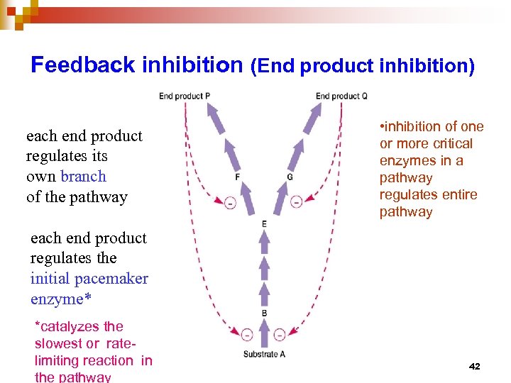 Feedback inhibition (End product inhibition) each end product regulates its own branch of the