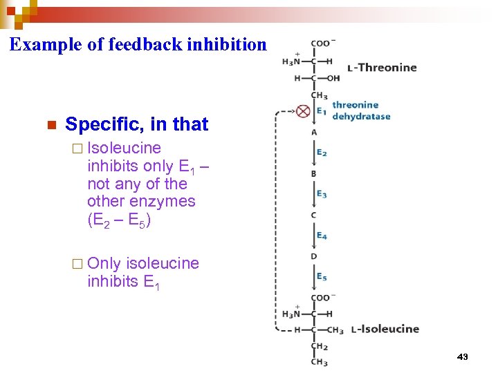 Example of feedback inhibition n Specific, in that ¨ Isoleucine inhibits only E 1