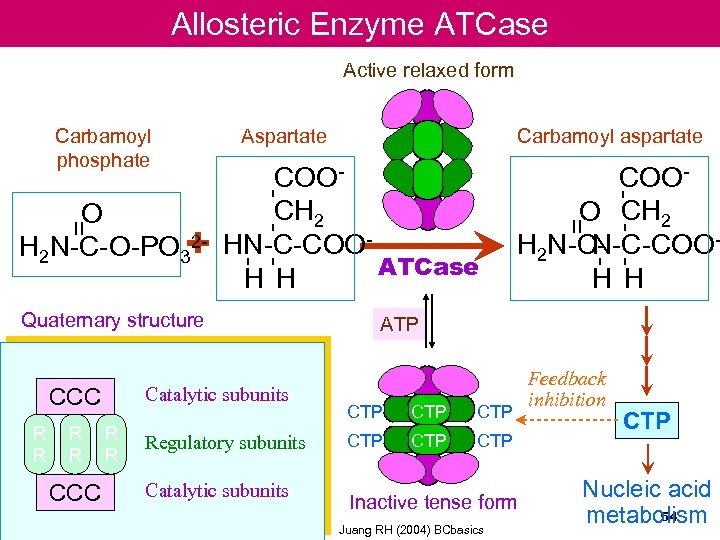 Allosteric Enzyme ATCase Active relaxed form Catalytic subunits R R CCC R R Regulatory