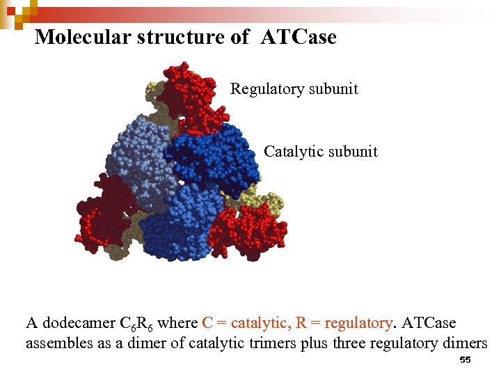 Molecular structure of ATCase Regulatory subunit Catalytic subunit A dodecamer C 6 R 6