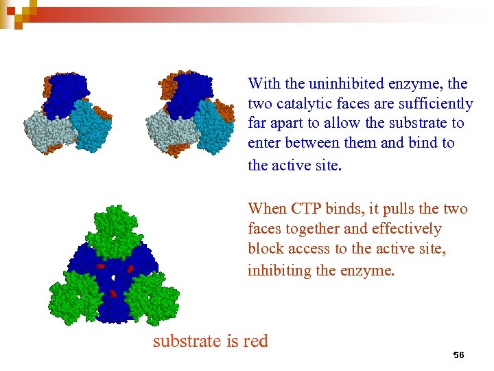 With the uninhibited enzyme, the two catalytic faces are sufficiently far apart to allow