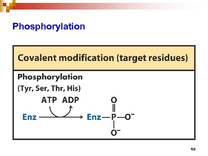 Phosphorylation 58 